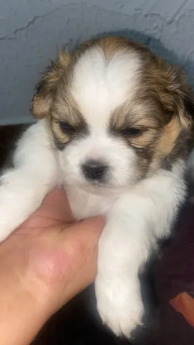 Cachorro
