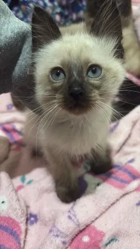Doação Gato siamês 