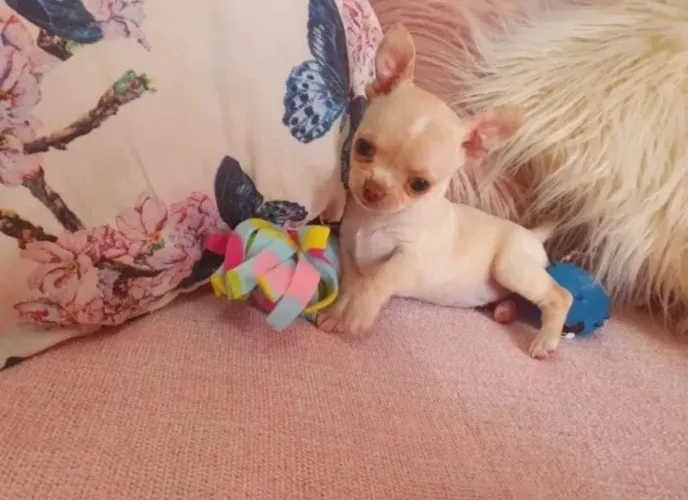 CHIHUAHUA mini