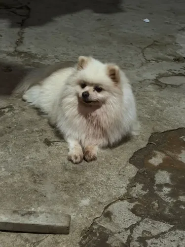 Spitz alemão fêmea adulta 