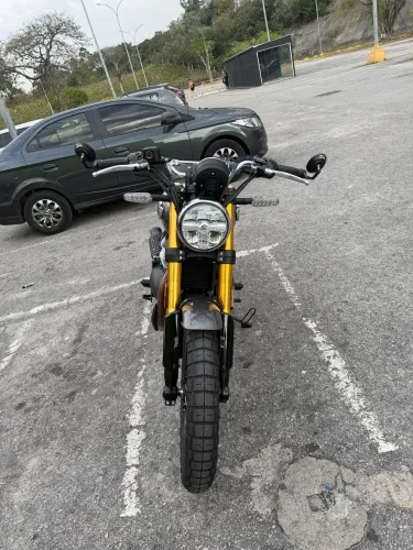 Bear 650 Golden Shadow