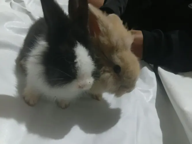 Casal do coelhos