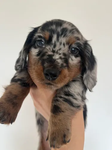 Dachshund pelo longo macho