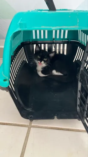 Gatinho filhote pra adoção