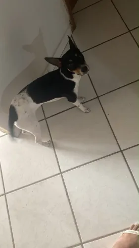 Cachorro 