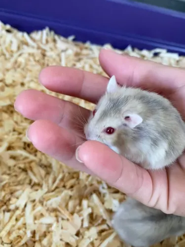 Hamster filhotes