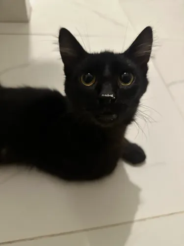 Gatinho doação