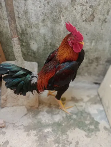 Galo