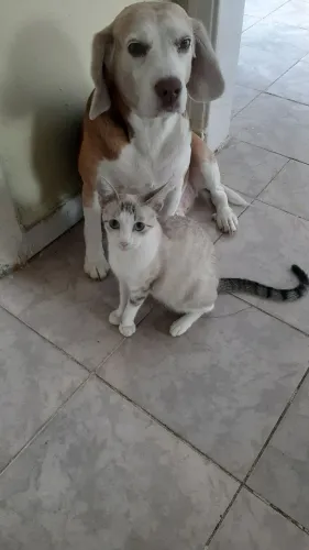 Linda gatinha  siamês  muito dócil 