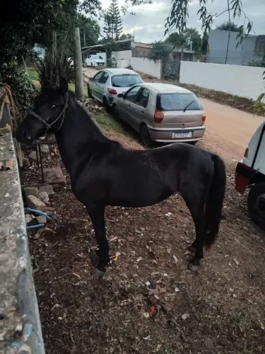 Vendo cavalo encilhado manso