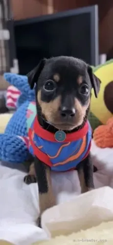 Cãozinho ativo e alegre Pinscher/Pincher/Pinsher/Pintier