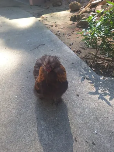 Galinhos sedosos, pet