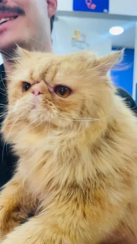 Gato Persa Procurando Namorada