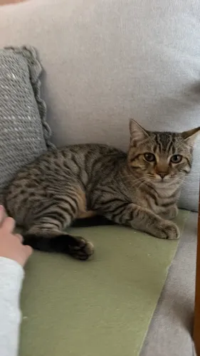 Filhote de bengal