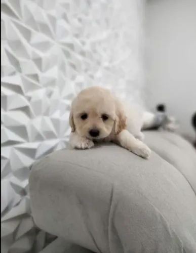 Poodle toy machinho<br>Vermifugado lindo <br>Zap *<br>Aceito cartão taxa <br>Valor 550 reais
