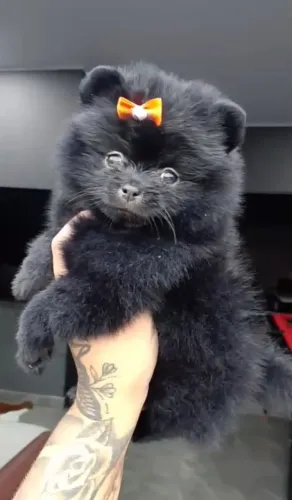Spitz alemão fêmea filhote