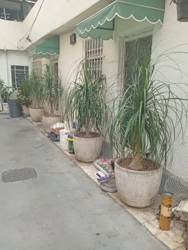VENDO 4 VASOS DE PLANTAS ORNAMENTAIS PATA DE ELEFANTE COM 1,70 DE ALTURA SUPER LINDA TOP
