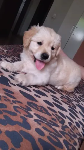 Filhotes de Golden Retriever