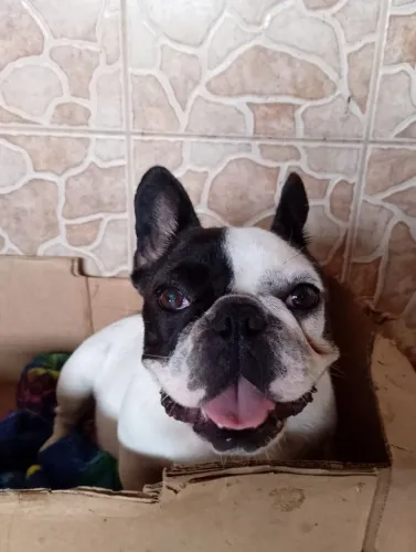 Bulldog francês fêmea 