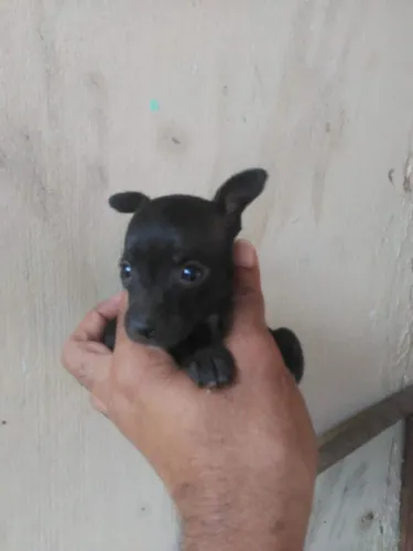 Pincher Zéro com um preto marcho