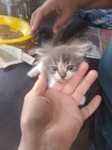 Gata fêmea, linda (leia a descrição)