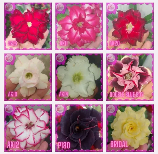 Rosa Do Deserto - Cores Especiais