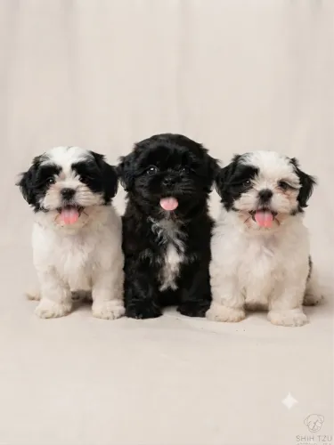Filhotes de Shih Tzu Fêmeas - Vacinadas e Vermifugadas (Super Dóceis!)