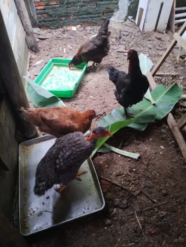 Vendo 5 galinhas caipiras e 1 galo branhma com caipira 