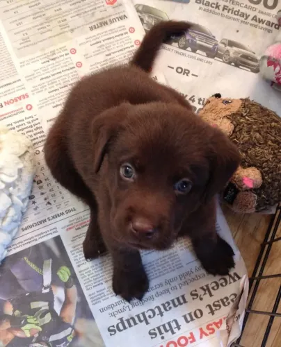 Labrador companheiro leal