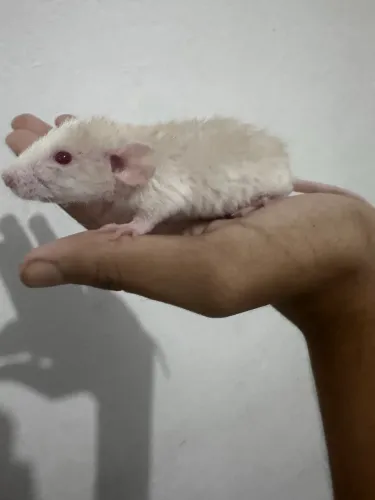 Rato Twister rex