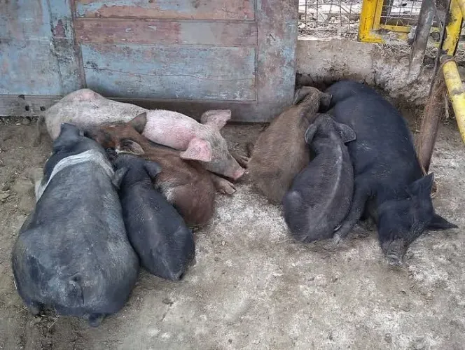 Leitões e leitoas disponíveis para venda 25,00 o kilo 