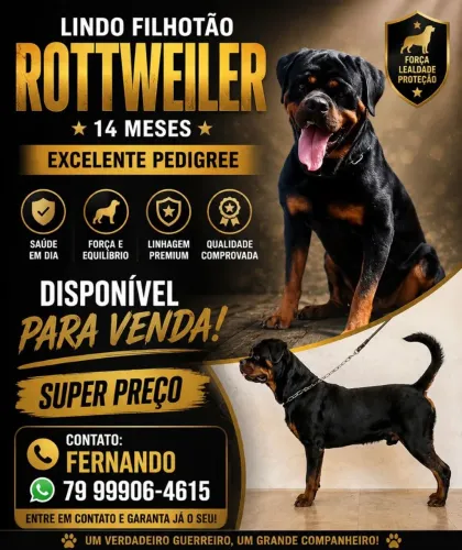 Lindo Jovem Rottweiler de 14 meses