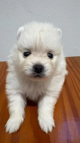Filhote lulu da pomerania