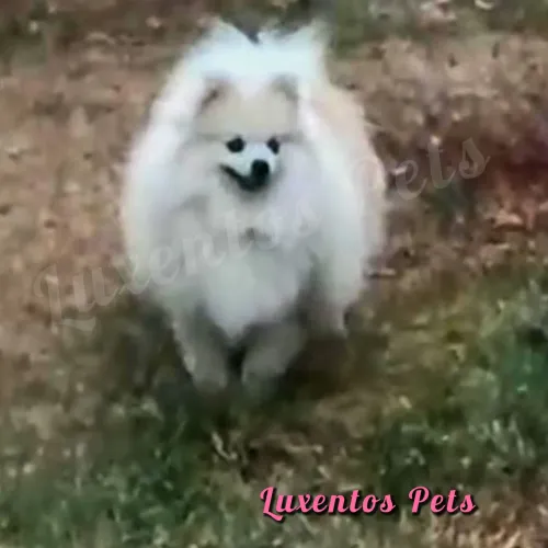 SPITZ ALEMÃO LEGÍTIMO