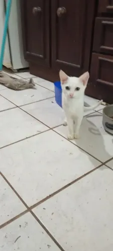 Gatinho macho lindo para doação