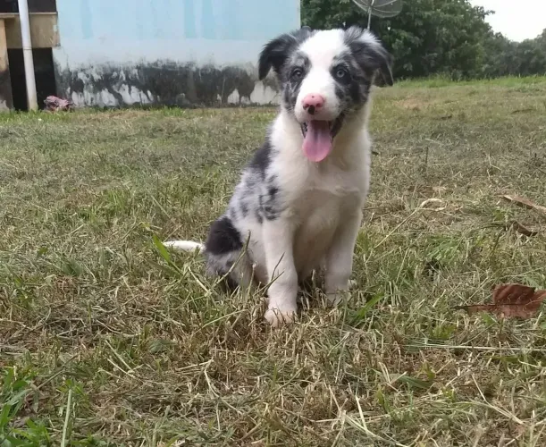Border Collie macho