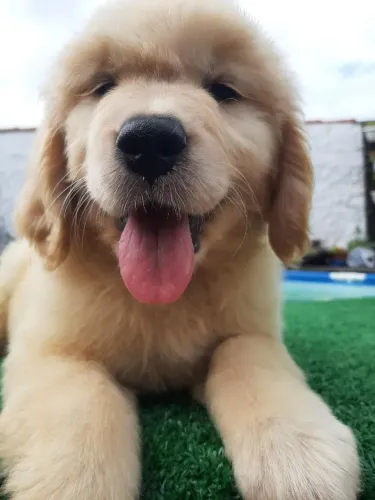 Filhotes de Golden Retriever 