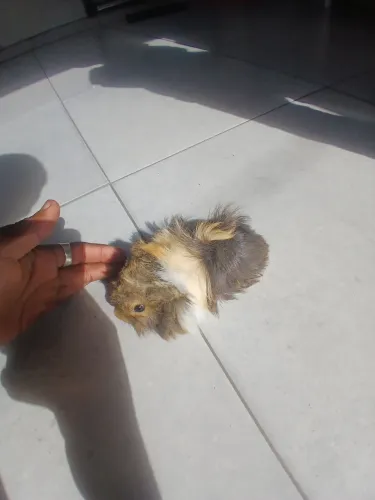 porquinho da india