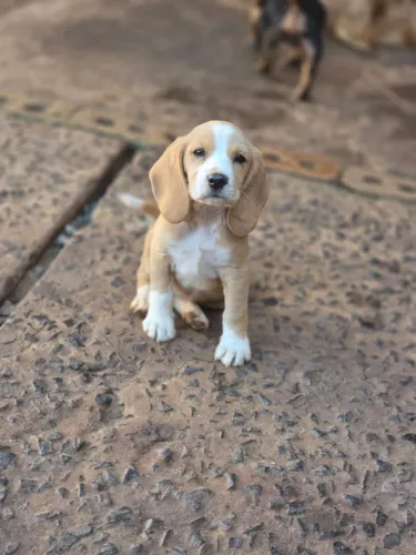 fêmea beagle
