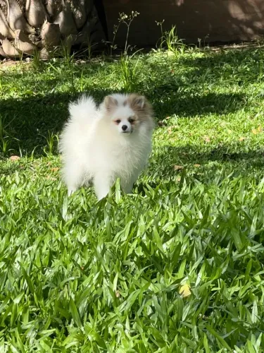 Spitz Alemão PROMOÇÃO 