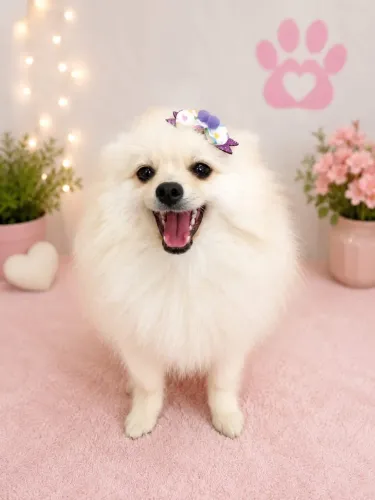 Lulu da pomerania