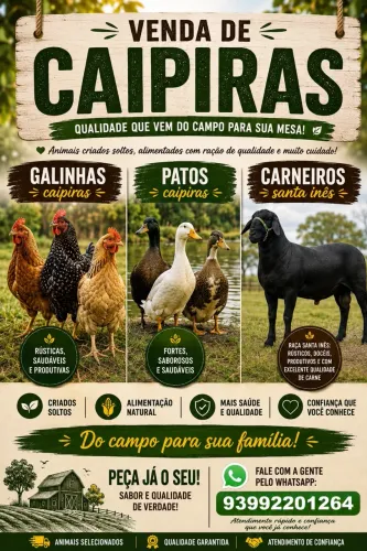 Galinha Pato Carneiro