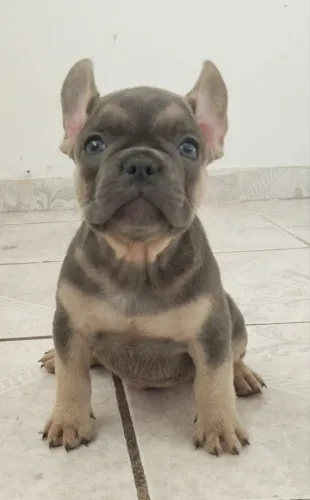 Bulldog Francês 