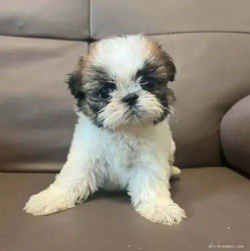 Filhote de cachorro Shih tzu/ shihtzu alegres e super amorosos