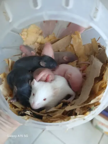 Camundongo Pet 