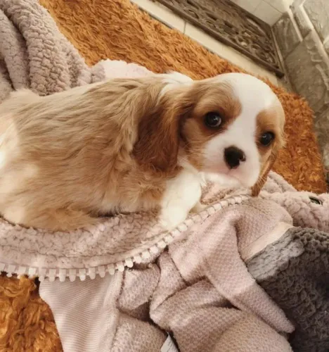 Um Cavalier para Encher Sua Casa de Carinho