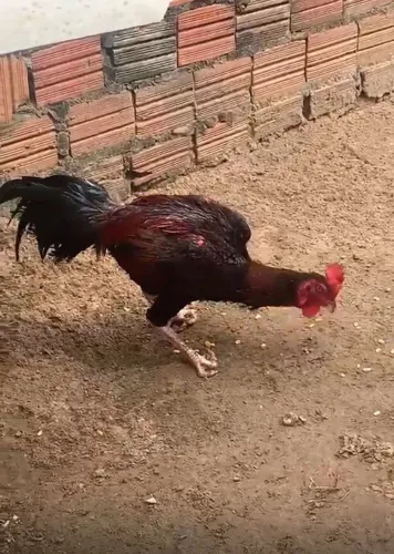 Galos carioca e e galizé misturado com Carioca para venda