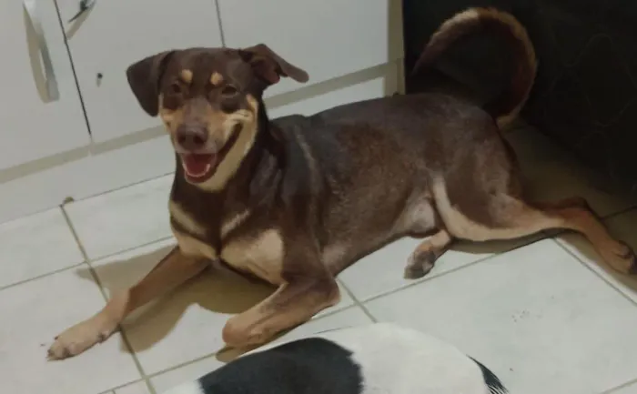 Cachorro Macho, disponivel p/ adoção.