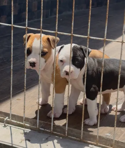 Filhotes American Staffordshire Terrier