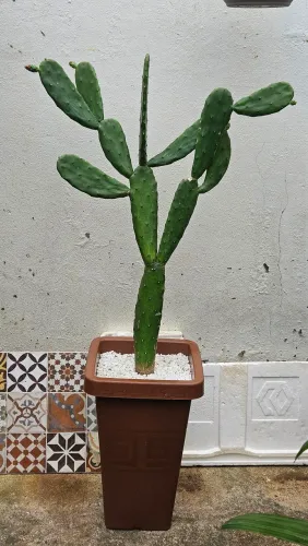 Cacto grande